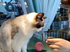 -喵喵咪呀布偶猫咖(春熙路店)