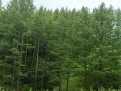 -塞罕坝国家级自然保护区