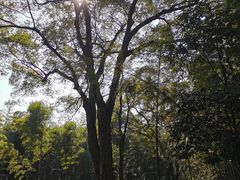 -西湖风景区十里琅珰-五云山