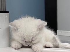 -欣宠猫屋·矮脚拿破仑·蓝金金渐层