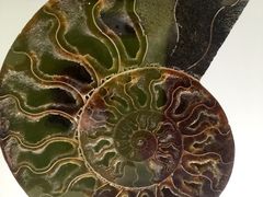 -青岛贝壳博物馆