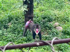 -西安秦岭野生动物园