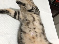 -灵美宠物诊所