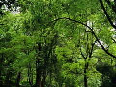 -铁山坪森林公园