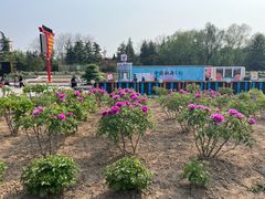 -曹州牡丹园