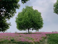 -白鹭湾湿地公园