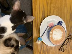 -猫色咖啡·猫咖