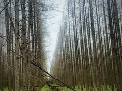 -东平国家森林公园