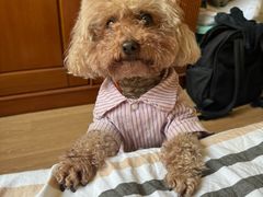 -pd派德宠物中心医院24H急重症·眼科中心·血液透析中心(嵩山北路店)