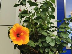 -浦江城市生活广场(江月路店)