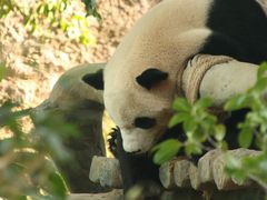 -灵玲国际马戏城
