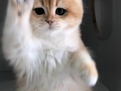 -东方名猫馆·英短金渐层布偶猫舍(环线广场1号楼店)