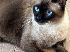 -有猫主题·治愈系猫咖(曾厝垵店)