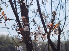 -都江堰中华大熊猫苑