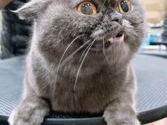 -八公叔叔宠物美容连锁(春申店)