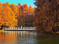 -上海海湾国家森林公园