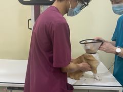 -艾贝尔宠物诊疗