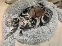 -momokira米努特·德文卷毛猫·棉花面纱犬