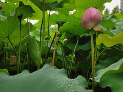 -陈家山荷花公园