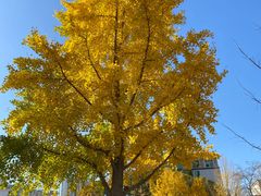 -为公商旅酒店(北京大学口腔医院魏公村总院店)
