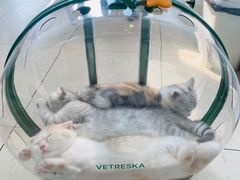 -萌兽医馆·眼科·异宠专科(三里屯店)