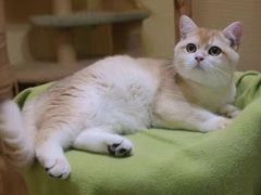 -70cat德文卷毛猫·缅因猫纯种猫舍