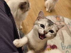 -有喵·猫咖·狗咖·30几只猫10只小狗(岗厦店)