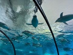 -珠海长隆海洋王国