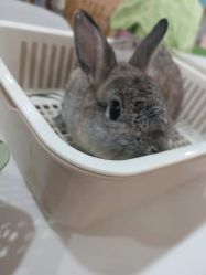 -Moni星球萌宠·小马宝莉·灵蛇·高端高阶全萌宠互动体验俱乐部(红豆国际广场店)