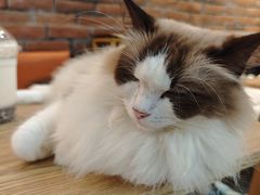 -豆逗聊愈猫阁Easy Life