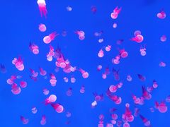 -芜湖新华联大白鲸海洋公园