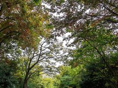 -紫金山山顶公园