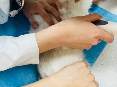 -美联众合爱康动物医院•复杂内科•肿瘤科•牙科•腔镜诊疗中心