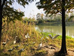 -溱湖国家湿地公园