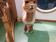 -藦茜花园宠物主题亲子互动体验馆(国顺东路店)