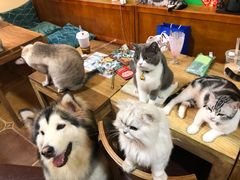 -李小姐の猫咖啡馆(五角场店)