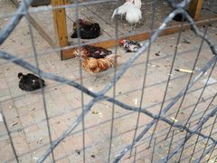 -长白岛森林公园