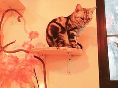 -李小姐の猫咖啡馆(五角场店)
