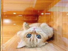 -猫十亿·布偶金渐层·曼基康矮脚猫舍(青年路店)