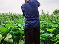-白洋淀景区