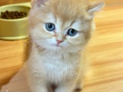 -猫十亿·布偶金渐层·曼基康矮脚猫舍(青年路店)