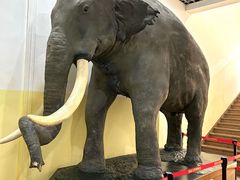 -国家自然博物馆