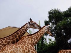 -泉州海丝野生动物世界