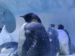 -海合安成都极地海洋公园