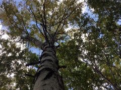 -塞罕坝国家级自然保护区