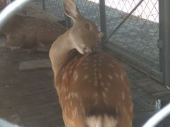 -长白岛森林公园