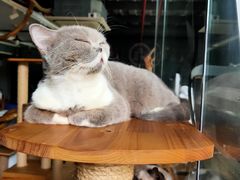 -more than meow吴止猫主题餐厅(承德 中船汇店)