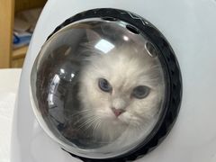-中农大我爱我爱动物医院·核磁CT·猫病·24小时夜诊中心(石佛营店)