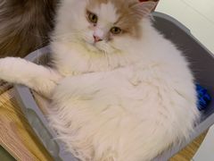 -平行世界·猫咖(首经贸店)