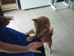 -柴犬高等学院·狗咖·柴犬售卖·宠物训练